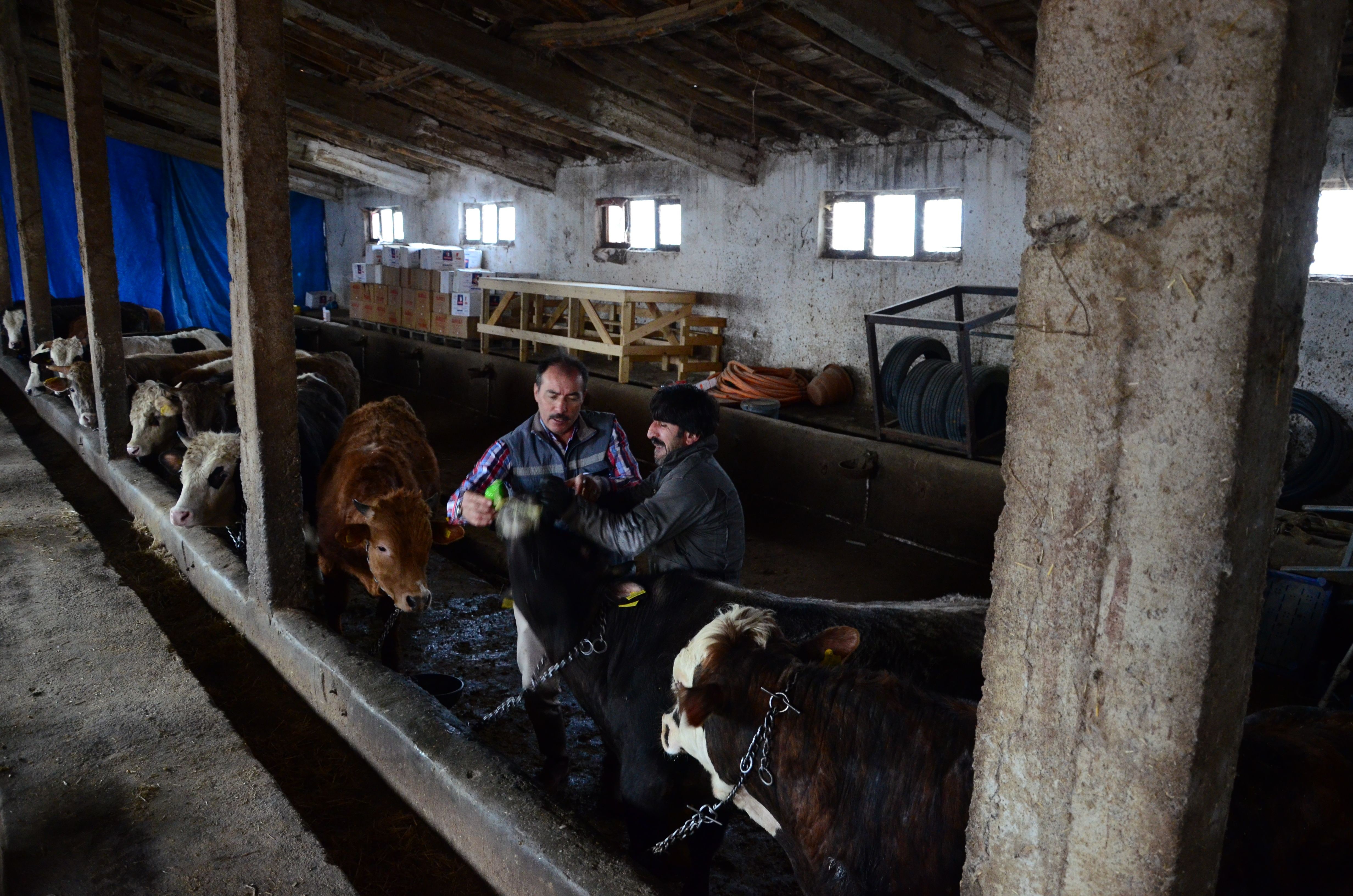 Farm workers calmly guiding cattle inside a livestock barn