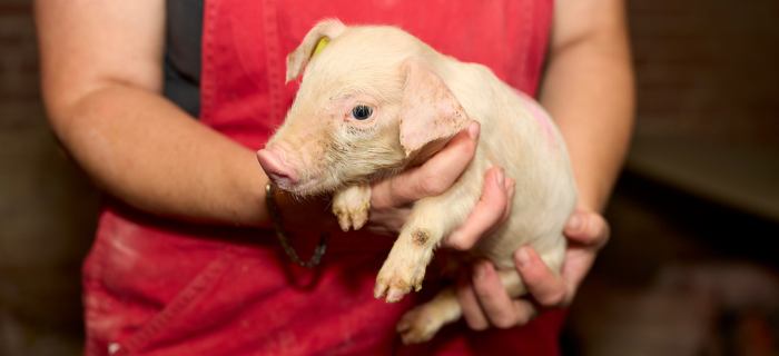 General Piggery Farming Course